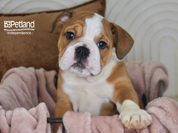 English Bulldog-Dog-Male-Red & White-5833-Petland Lee's Summit, MO