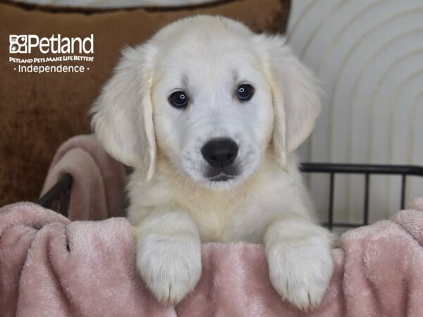 Golden Retriever-Dog-Male-Light Golden-5837-Petland Lee's Summit, MO