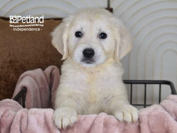 Golden Retriever-Dog-Male-Light Golden-5838-Petland Lee's Summit, MO