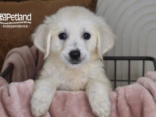 Golden Retriever-Dog-Female-Light Golden-5839-Petland Lee's Summit, MO