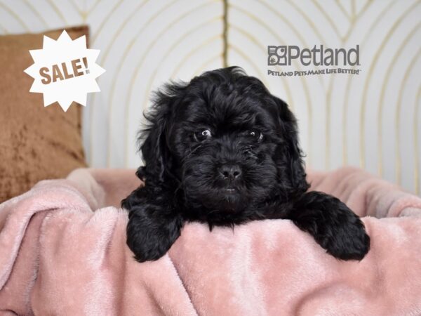 Shihpoo-Dog-Male-Black-820-Petland Lee's Summit, MO