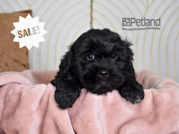 Shihpoo-Dog-Female-Black-819-Petland Lee's Summit, MO