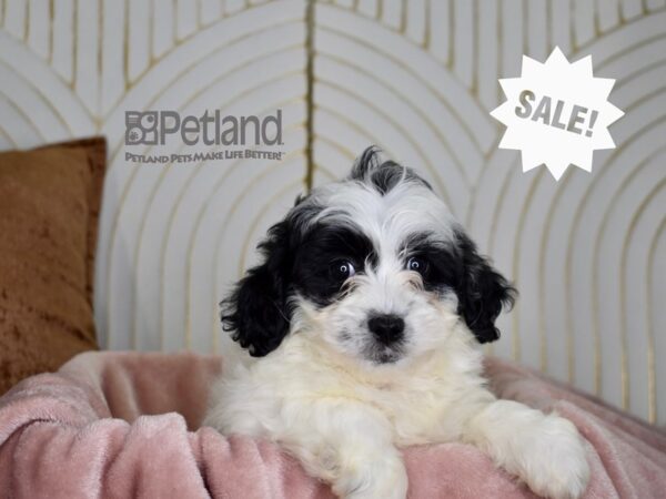 Shihpoo-Dog-Female-Black & White-821-Petland Lee's Summit, MO