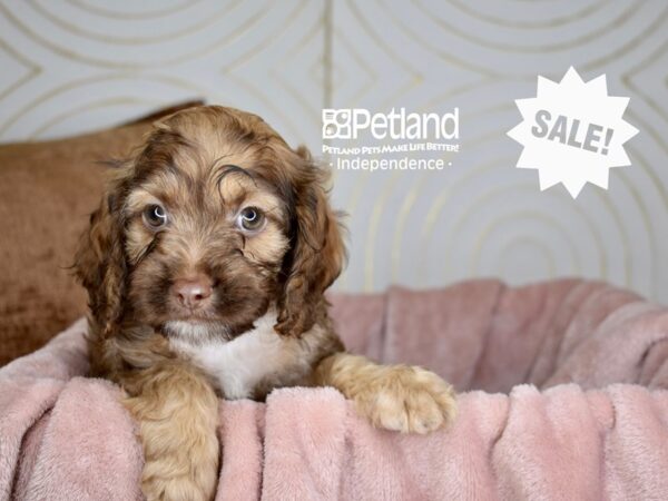 Cockapoo-Dog-Male-Chocolate Sable-5709-Petland Lee's Summit, MO