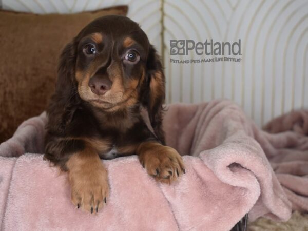 Dachshund-Dog-Male-Chocolate & Tan, Long Haired-906-Petland Lee's Summit, MO