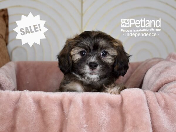 Lhasa Poo-Dog-Female-Golden Black Tips-5722-Petland Lee's Summit, MO
