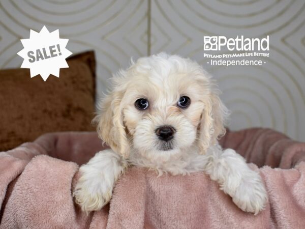 Cockapoo-Dog-Female-Cream-5710-Petland Lee's Summit, MO