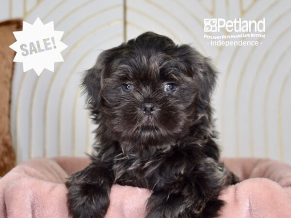 Shih Tzu-Dog-Male-Blue-5714-Petland Lee's Summit, MO