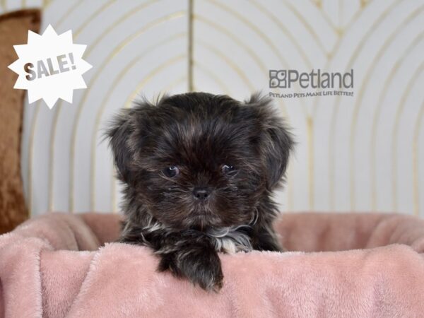 Shih Tzu-Dog-Female-Blue-847-Petland Lee's Summit, MO