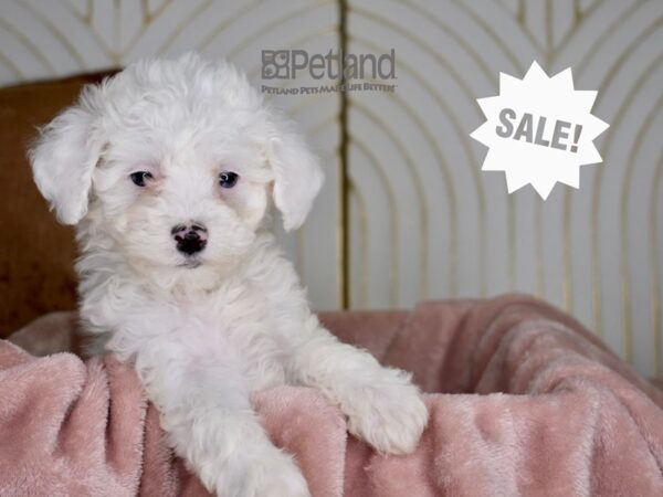 Miniature Poodle-Dog-Female-White-834-Petland Lee's Summit, MO
