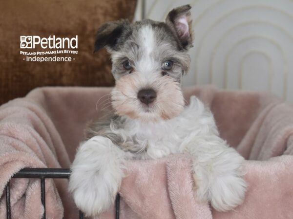 Miniature Schnauzer-Dog-Male-Chocolate Merle-5845-Petland Lee's Summit, MO