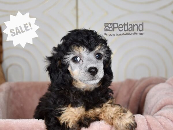 Miniature Poodle-Dog-Female-Black& tan-855-Petland Lee's Summit, MO