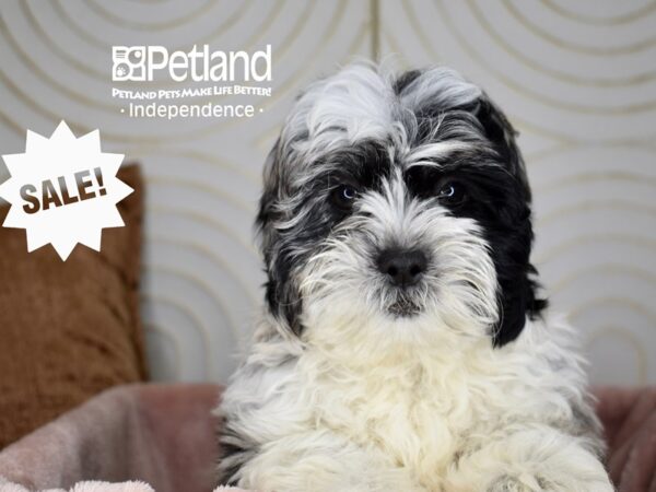 Shihpoo-Dog-Male-Blue Merle Parti-5731-Petland Lee's Summit, MO