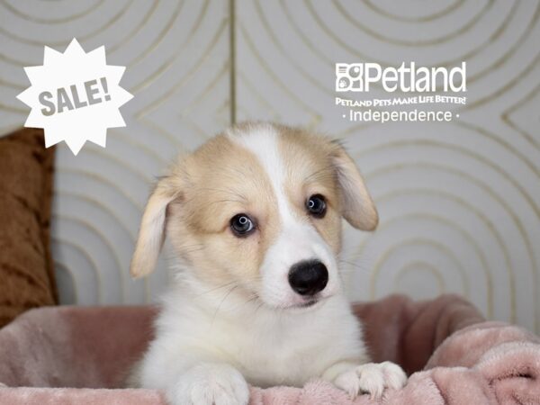 Pembroke Welsh Corgi-Dog-Female-Cream White Markings-5727-Petland Lee's Summit, MO