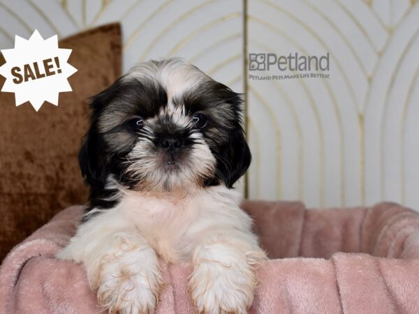 Shih Tzu-Dog-Male-Gold, White, & Black-876-Petland Lee's Summit, MO