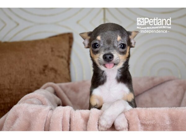 Chihuahua-Dog-Male-Blue Tri-5850-Petland Lee's Summit, MO