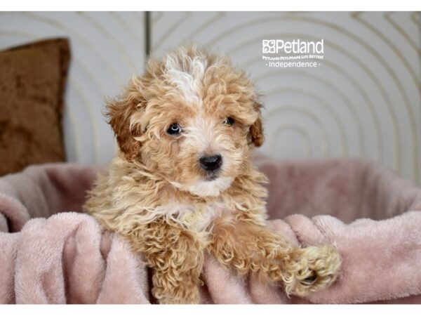 Maltipoo-Dog-Male-Apricot-5848-Petland Lee's Summit, MO
