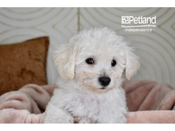 Bichon Frise-Dog-Female-White-5852-Petland Lee's Summit, MO