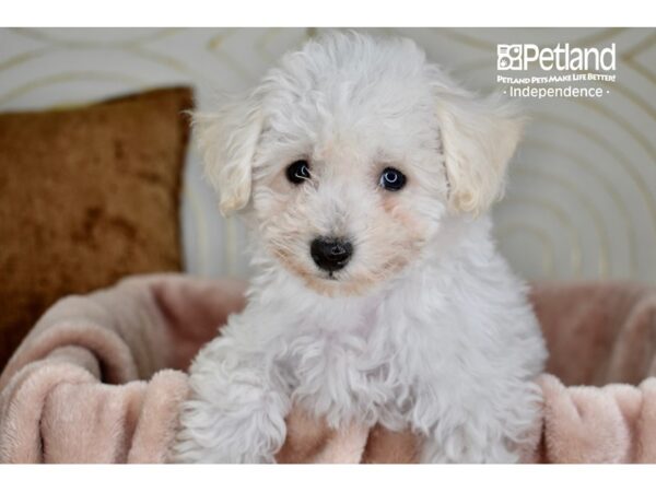 Bichon Frise-Dog-Male-White-5851-Petland Lee's Summit, MO