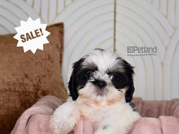 Shih Tzu-Dog-Female-Black & White-879-Petland Lee's Summit, MO