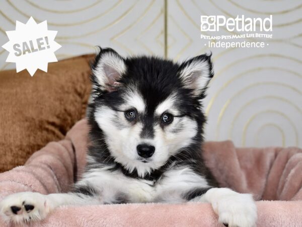 Alaskan Klee Kai-Dog-Female-Black & White-5735-Petland Lee's Summit, MO