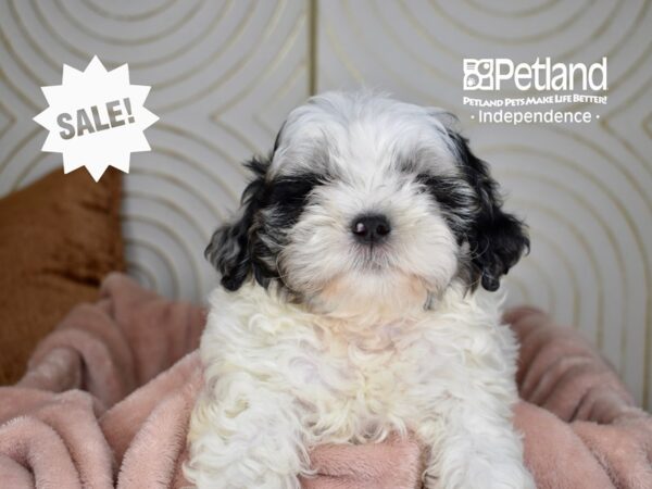 Shihpoo-Dog-Male-Blue Merle Parti-5736-Petland Lee's Summit, MO