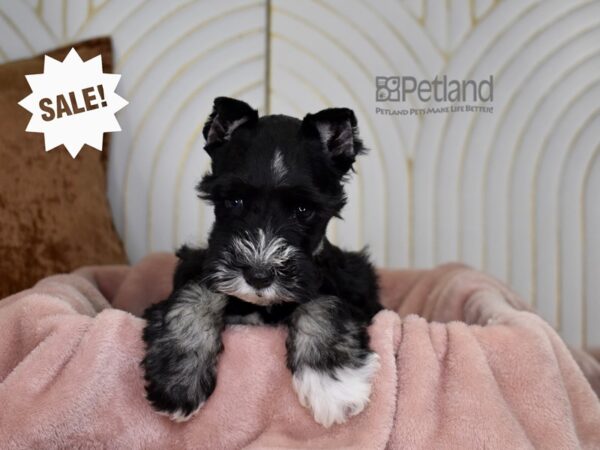 Miniature Schnauzer-Dog-Male-Black & White-883-Petland Lee's Summit, MO