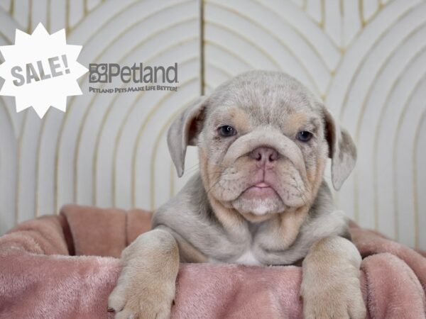 English Bulldog-Dog-Female-Lilac Merle-900-Petland Lee's Summit, MO