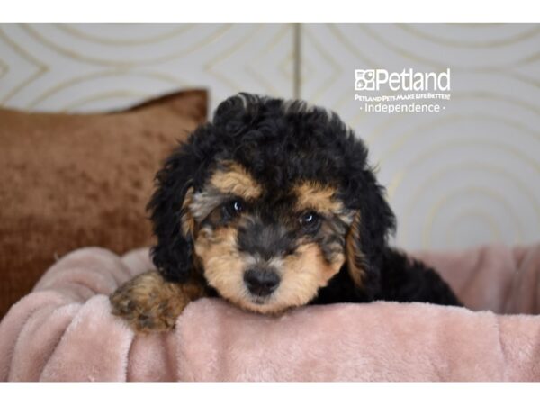 Miniature Goldendoodle 2nd Gen-Dog-Female-Black & Tan-5858-Petland Lee's Summit, MO