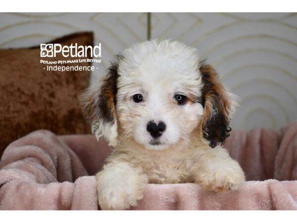 Miniature Bernedoodle 2nd Gen-Dog-Female-Apricot-5864-Petland Lee's Summit, MO