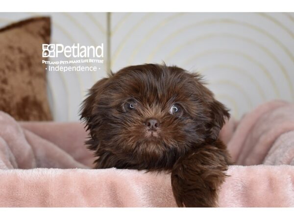 Shih Tzu-Dog-Female-Chocolate-5861-Petland Lee's Summit, MO