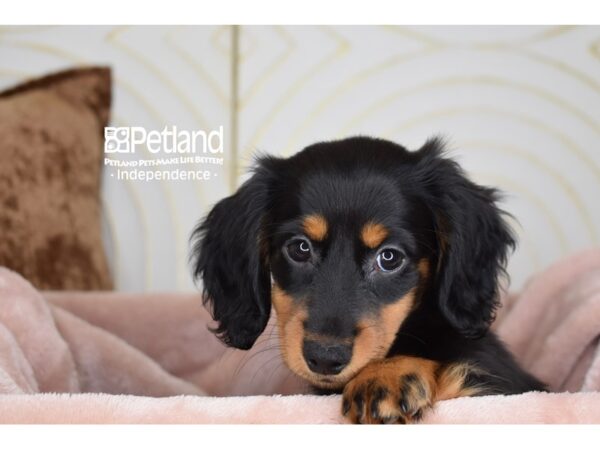 Dachshund-Dog-Female-Black & Tan, Long Haired-5854-Petland Lee's Summit, MO