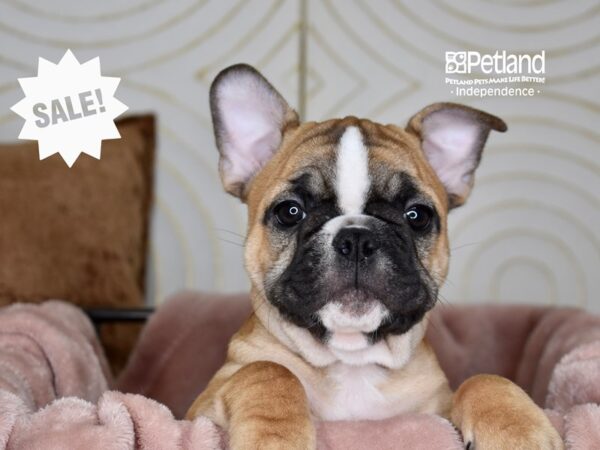 French Bulldog-Dog-Male-Fawn-5752-Petland Lee's Summit, MO