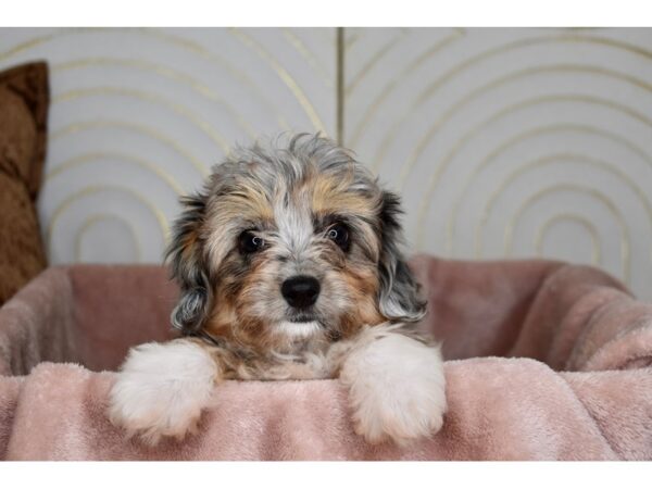 Miniature Aussiedoodle-Dog-Female-Chocolate Merle-5756-Petland Lee's Summit, MO