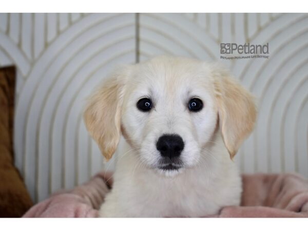 Golden Retriever-Dog-Female-Golden-910-Petland Lee's Summit, MO