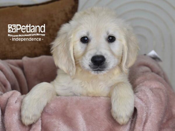 Golden Retriever-Dog-Female-Light Golden-5828-Petland Lee's Summit, MO