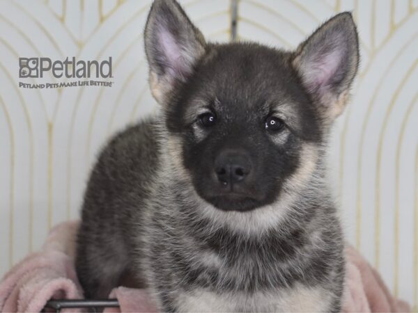 Norwegian Elkhound-Dog-Male-Black & Silver-916-Petland Lee's Summit, MO