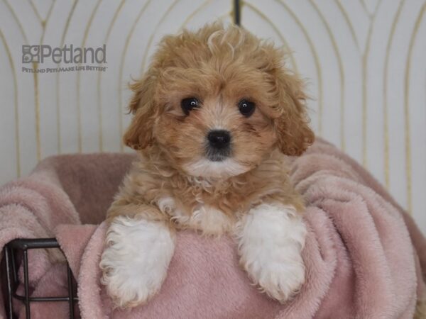 Pekeapoo-Dog-Male-Apricot-922-Petland Lee's Summit, MO