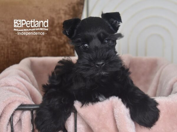 Miniature Schnauzer-Dog-Female-Black-5846-Petland Lee's Summit, MO