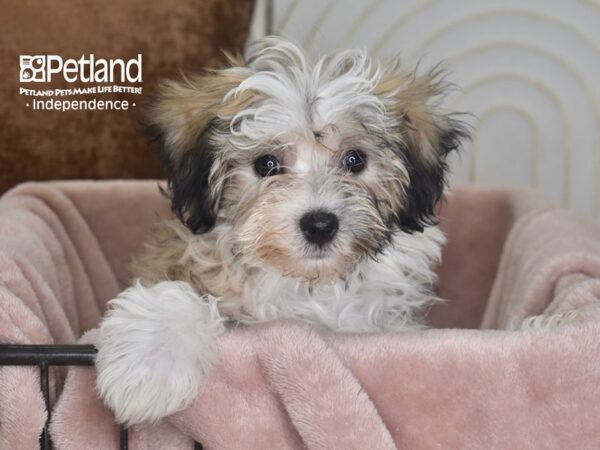 Maltipoo-Dog-Male-Brown & White-5841-Petland Lee's Summit, MO