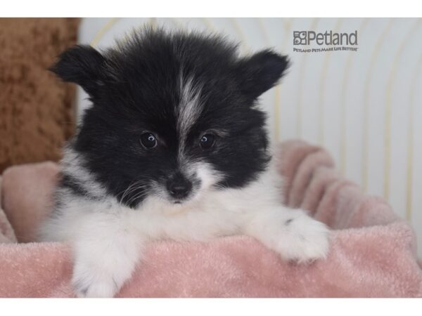 [#947] Black & White Male Pomeranian Puppies For Sale