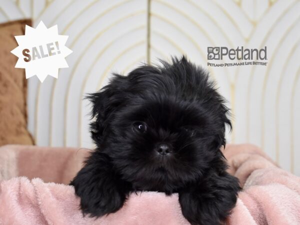 Shih Tzu-Dog-Male-Black-904-Petland Lee's Summit, MO