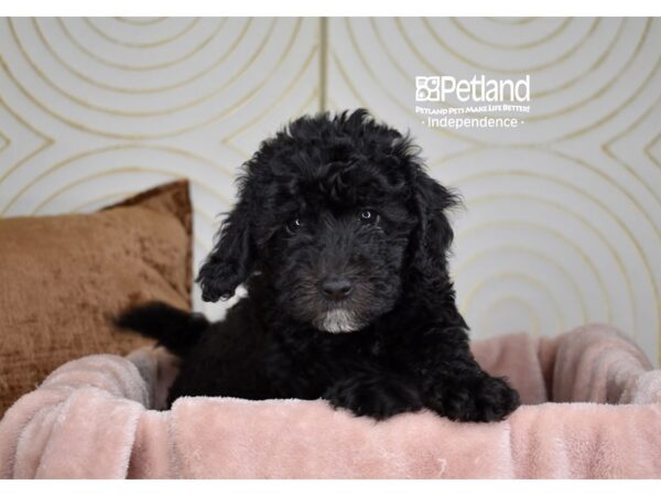 Miniature Goldendoodle 2nd Gen-Dog-Male-Black-5855-Petland Lee's Summit, MO