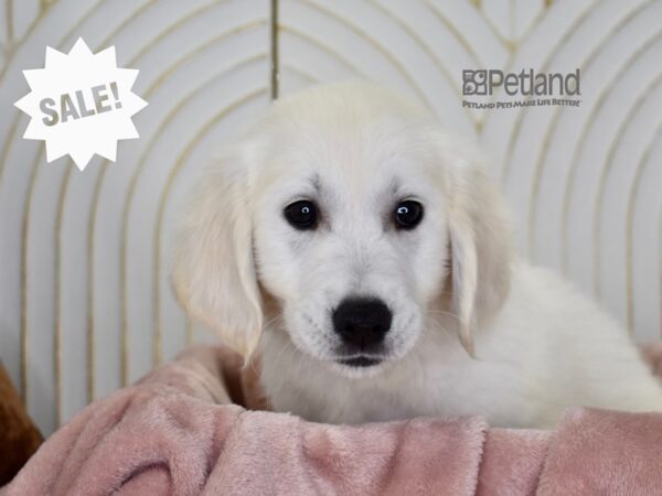 Golden Retriever-Dog-Male-Golden-908-Petland Lee's Summit, MO