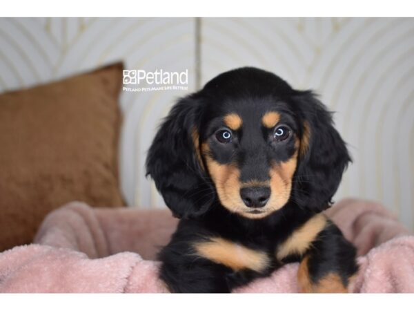 [#955] Black & Tan, Long Haired Male Dachshund Puppies For Sale