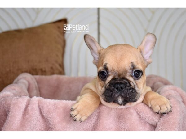 [#968] Fawn Male French Bulldog Puppies For Sale