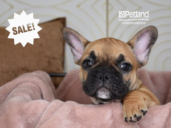 French Bulldog-Dog-Male-Fawn-5753-Petland Lee's Summit, MO