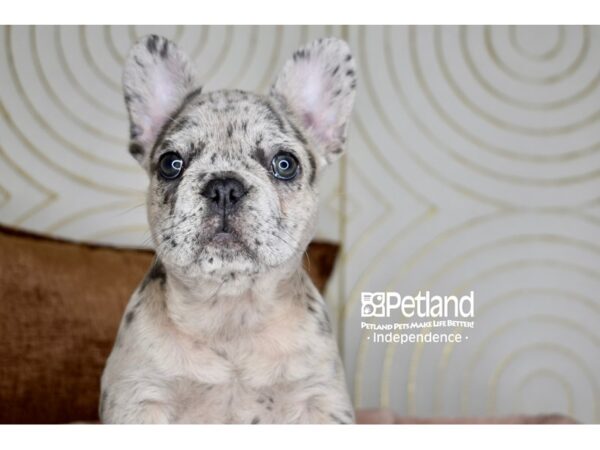 French Bulldog-Dog-Female-Blue Merle, Fluffy Carrier-5887-Petland Lee's Summit, MO