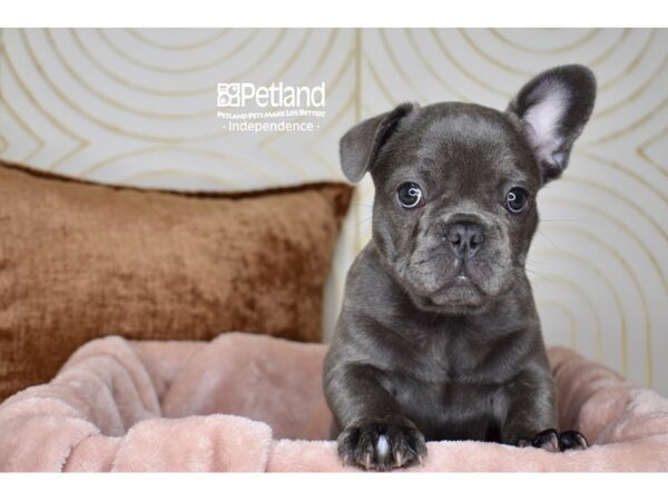 French Bulldog-Dog-Female-Blue, Fluffy Carrier-5886-Petland Lee's Summit, MO