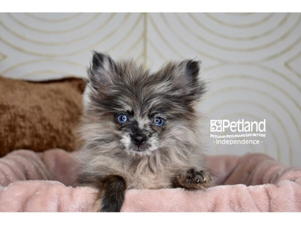 Pomeranian-Dog-Male-Blue Merle-5883-Petland Lee's Summit, MO